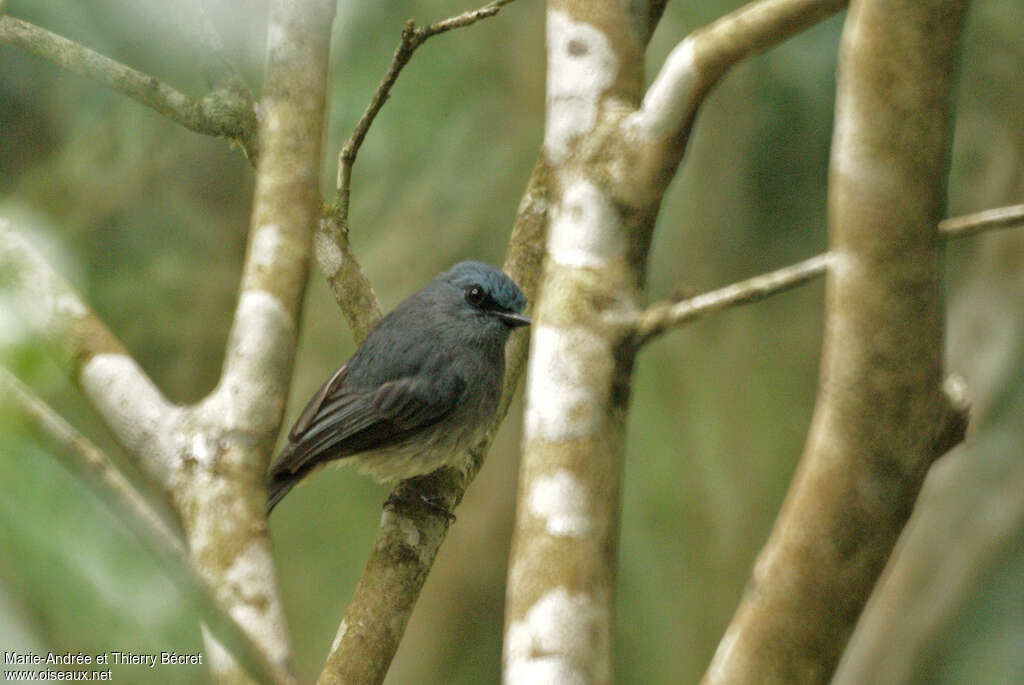 Dull-blue Flycatcheradult, identification