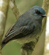 Dull-blue Flycatcher