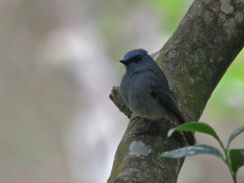 Dull-blue Flycatcher