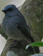 Dull-blue Flycatcher