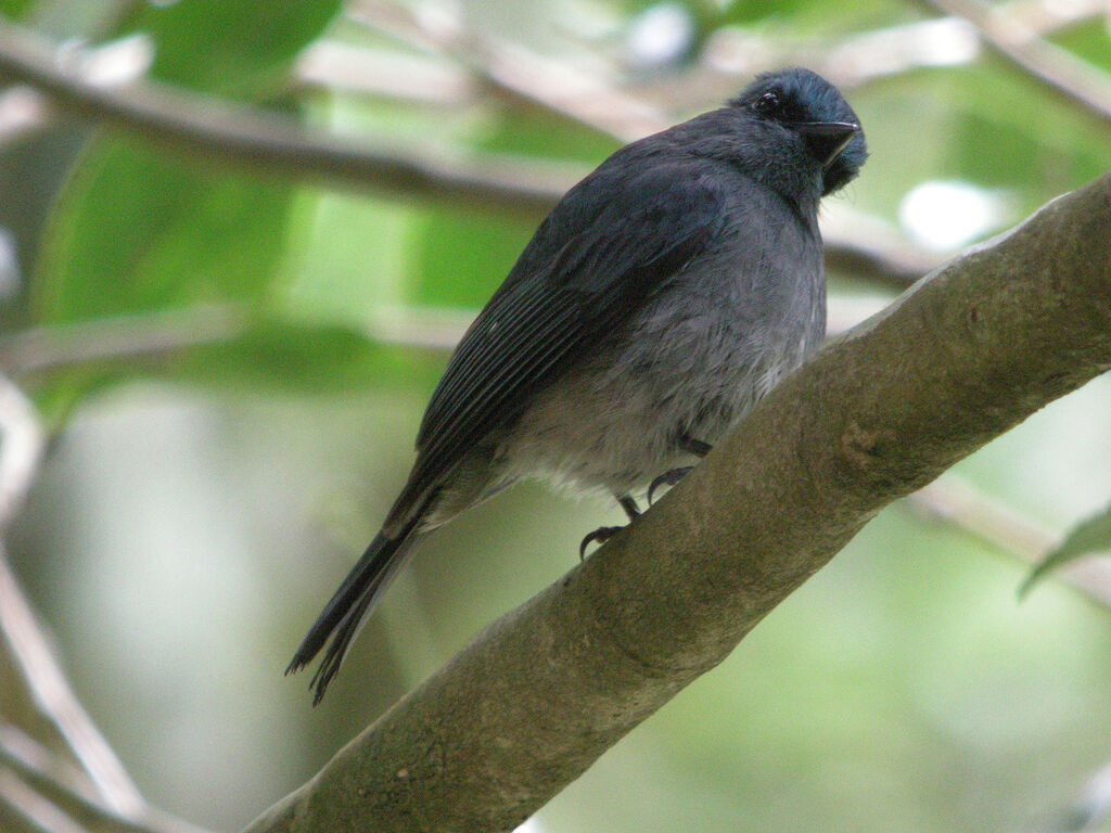 Dull-blue Flycatcher