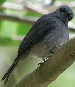 Dull-blue Flycatcher