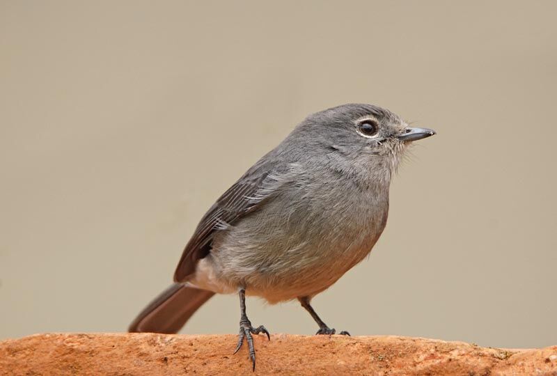 White-eyed Slaty Flycatcher