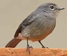 White-eyed Slaty Flycatcher