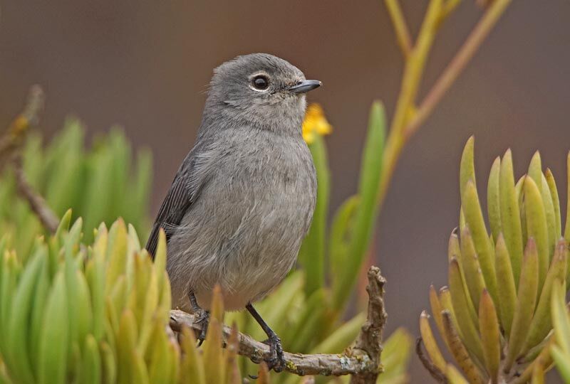 White-eyed Slaty Flycatcher