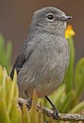 White-eyed Slaty Flycatcher