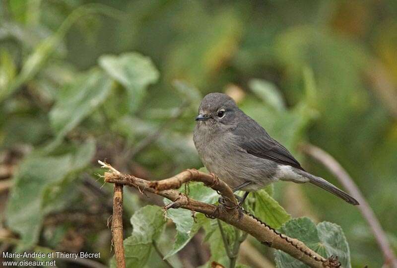 White-eyed Slaty Flycatcher