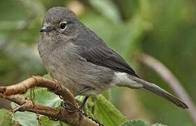 White-eyed Slaty Flycatcher