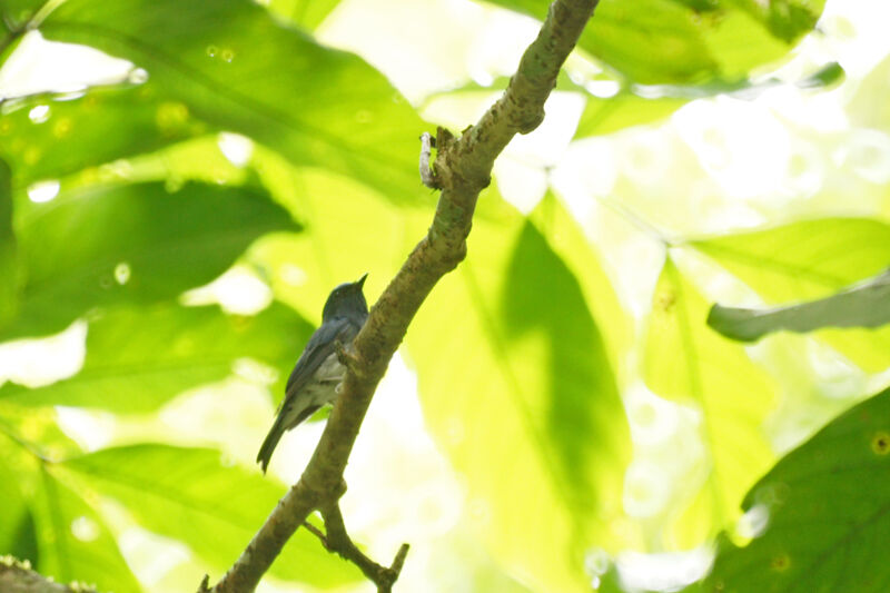 Hainan Blue Flycatcher