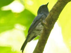 Hainan Blue Flycatcher