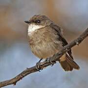 Swamp Flycatcher