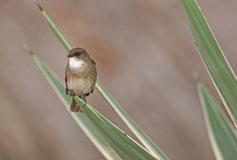 Swamp Flycatcher