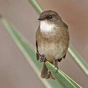 Swamp Flycatcher