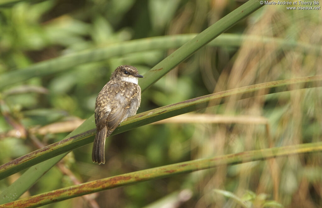 Swamp Flycatcher