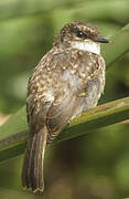 Swamp Flycatcher