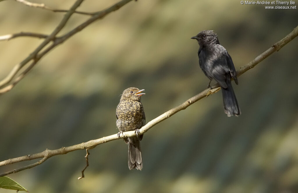 Gobemouche drongo