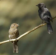 Northern Black Flycatcher