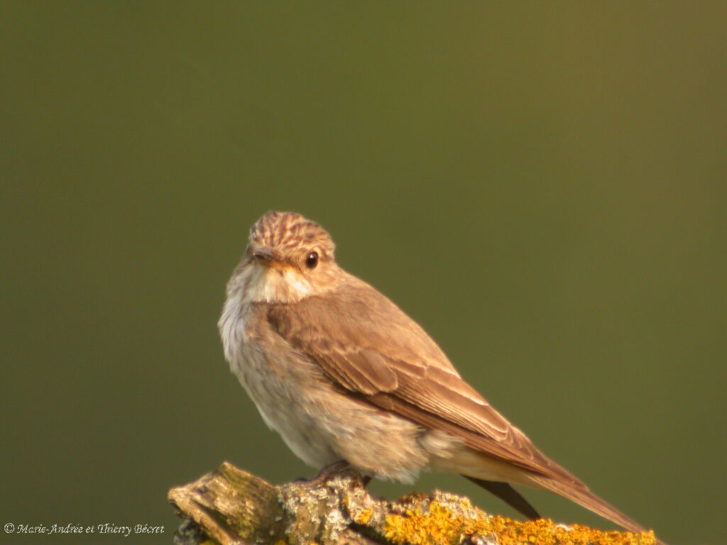 Spotted Flycatcher