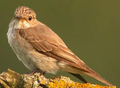 Spotted Flycatcher