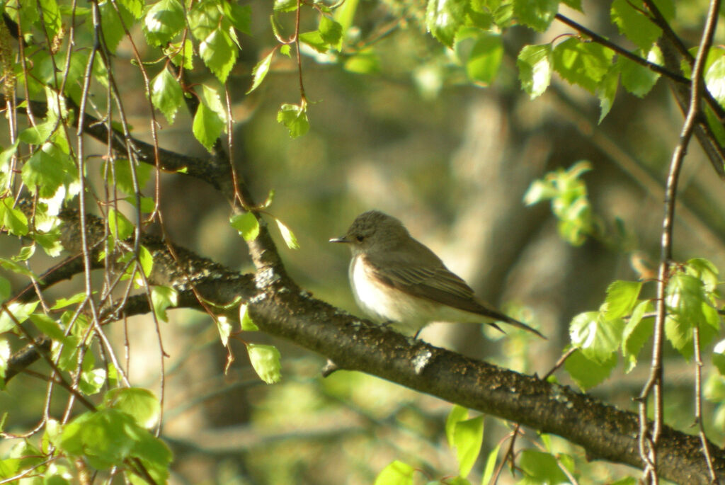 Spotted Flycatcher