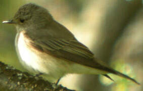 Spotted Flycatcher