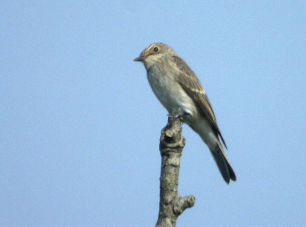 European Pied Flycatcher