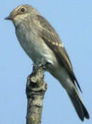 European Pied Flycatcher