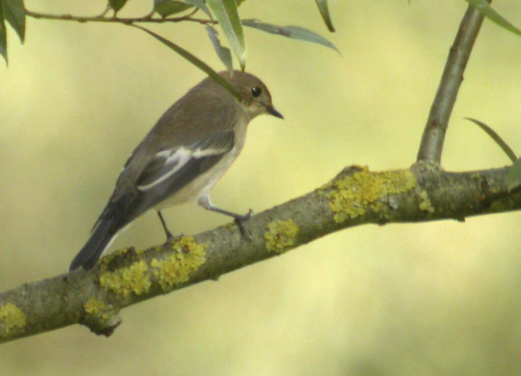 Gobemouche noir