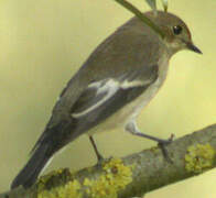 European Pied Flycatcher