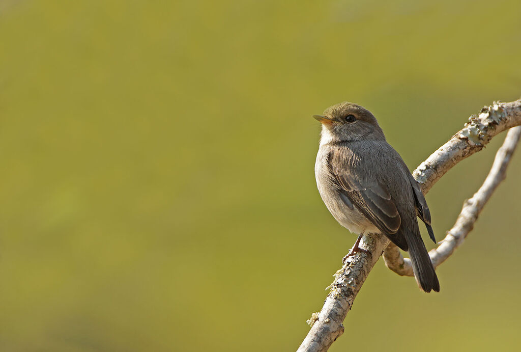 African Dusky Flycatcher