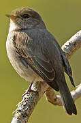 African Dusky Flycatcher