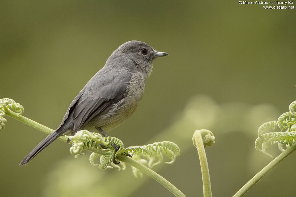 African Dusky Flycatcher