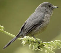 African Dusky Flycatcher