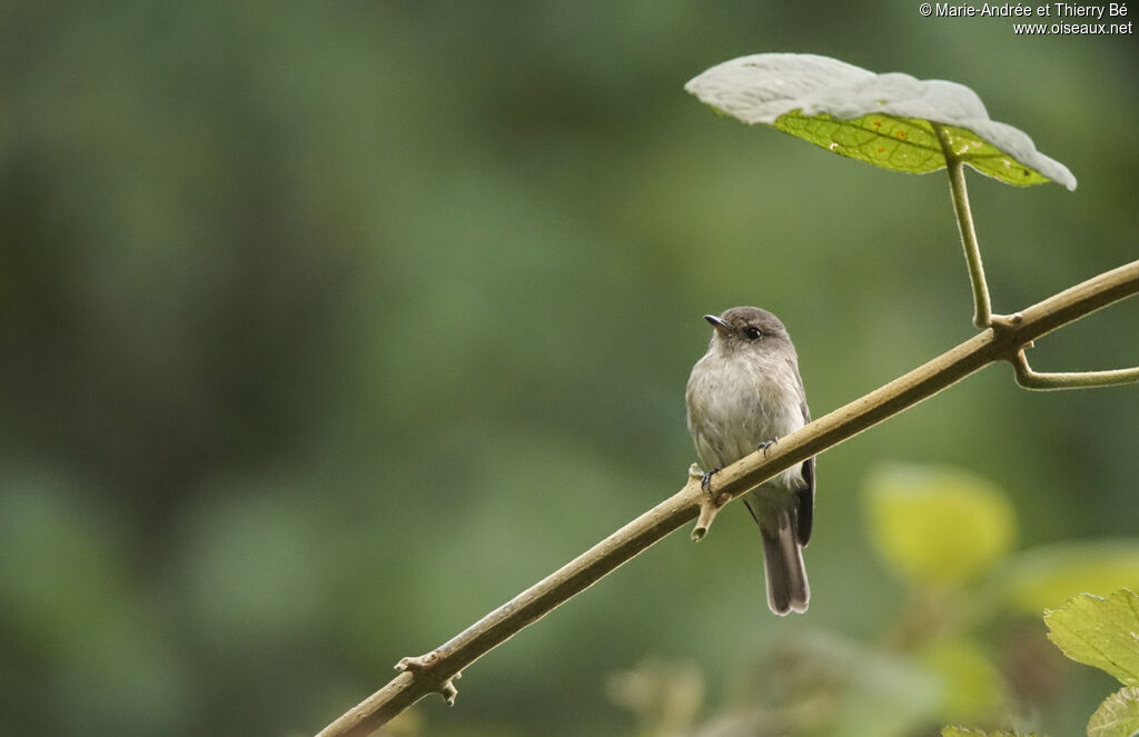 African Dusky Flycatcher