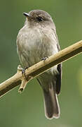 African Dusky Flycatcher