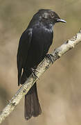 Southern Black Flycatcher
