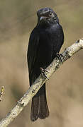 Southern Black Flycatcher