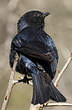 Gobemouche sud-africain