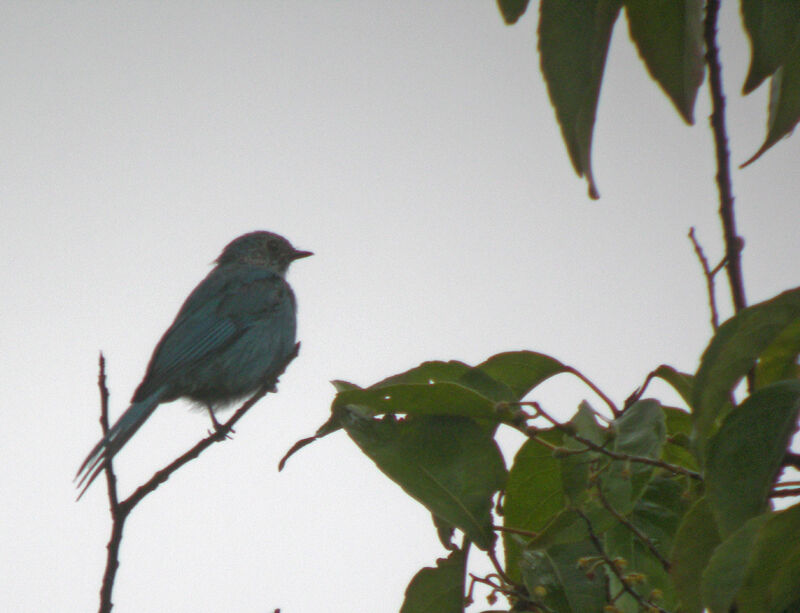 Verditer Flycatcher
