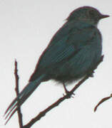 Verditer Flycatcher