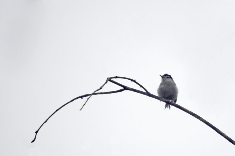 White-browed Gnatcatcher