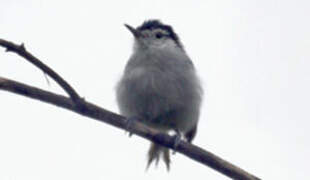 White-browed Gnatcatcher