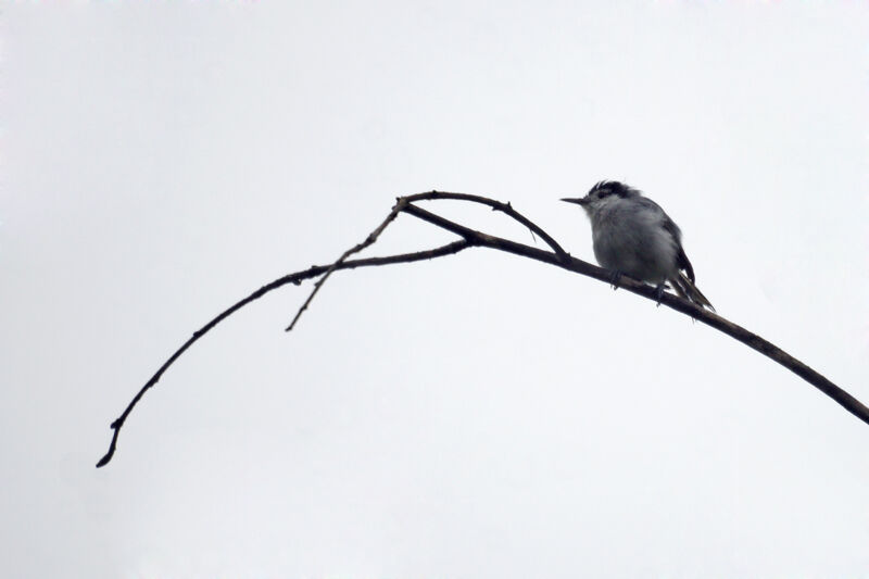 White-browed Gnatcatcher