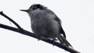 White-browed Gnatcatcher