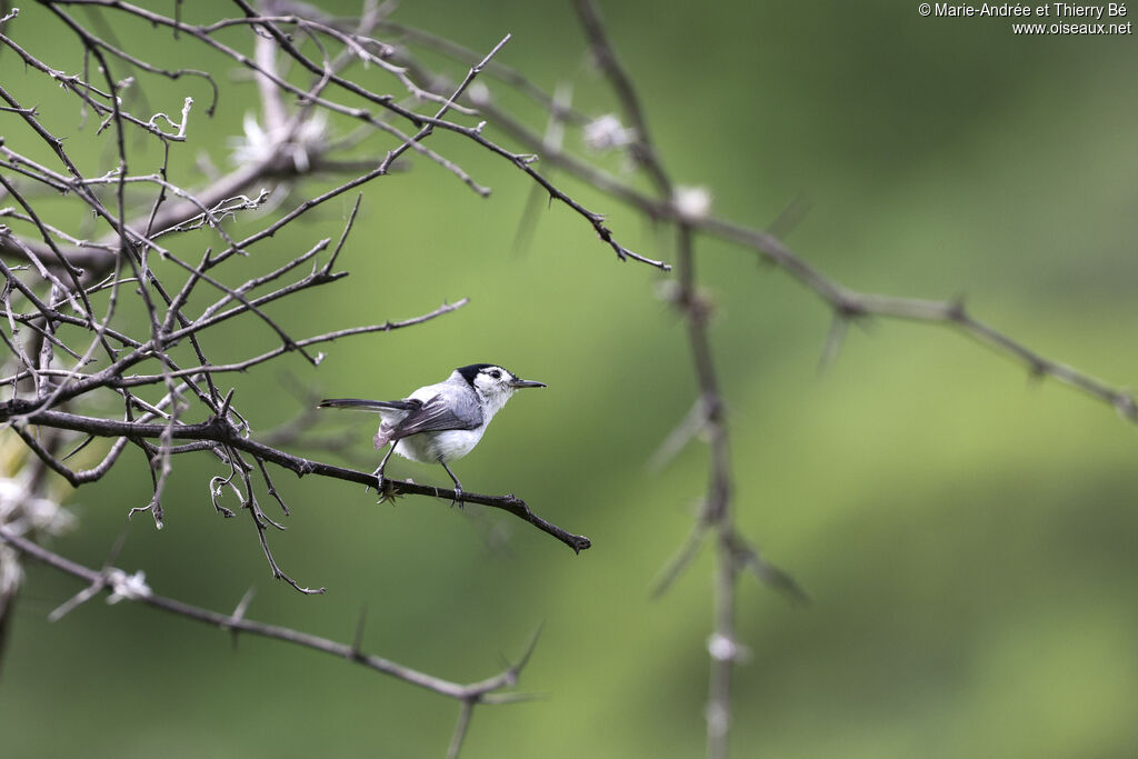 White-browed Gnatcatcher