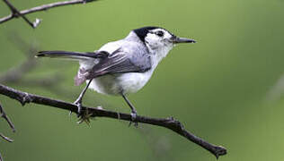 White-browed Gnatcatcher