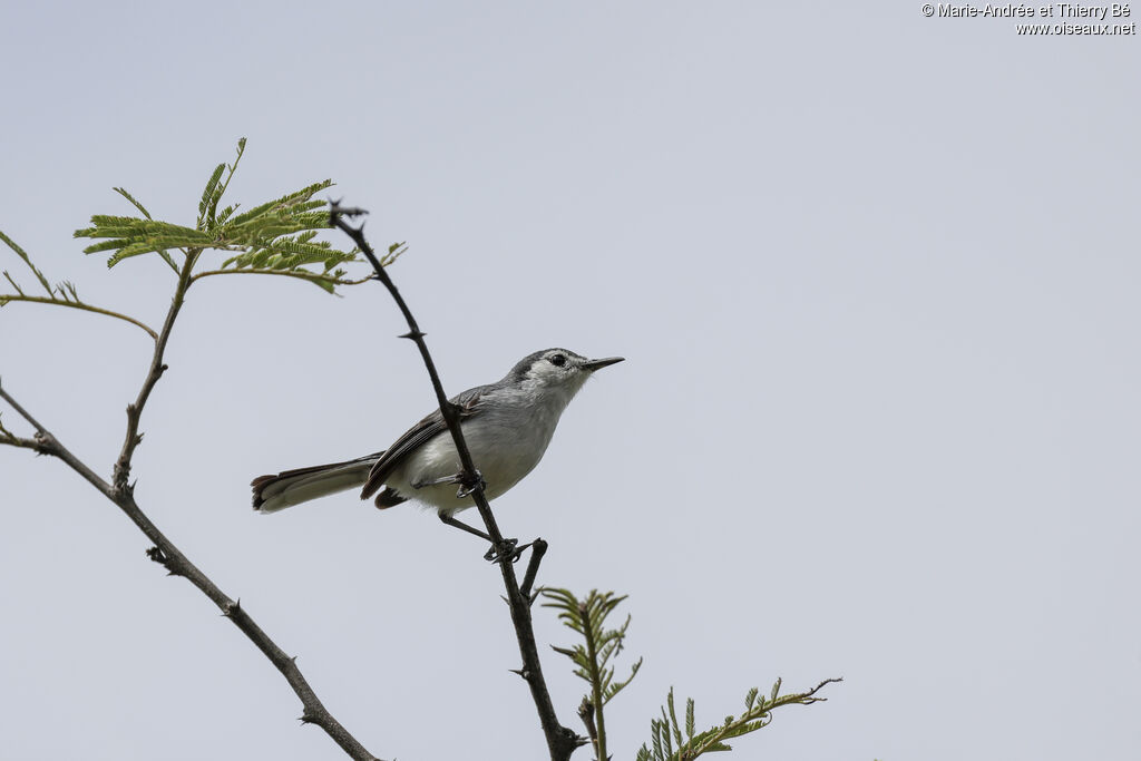 White-browed Gnatcatcher