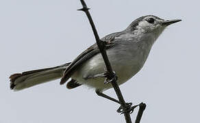 White-browed Gnatcatcher