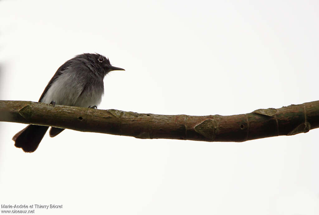 Slate-throated Gnatcatcher