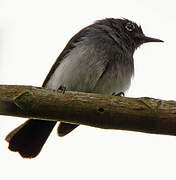 Slate-throated Gnatcatcher